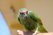 Papagaio, Silves, Amazonas